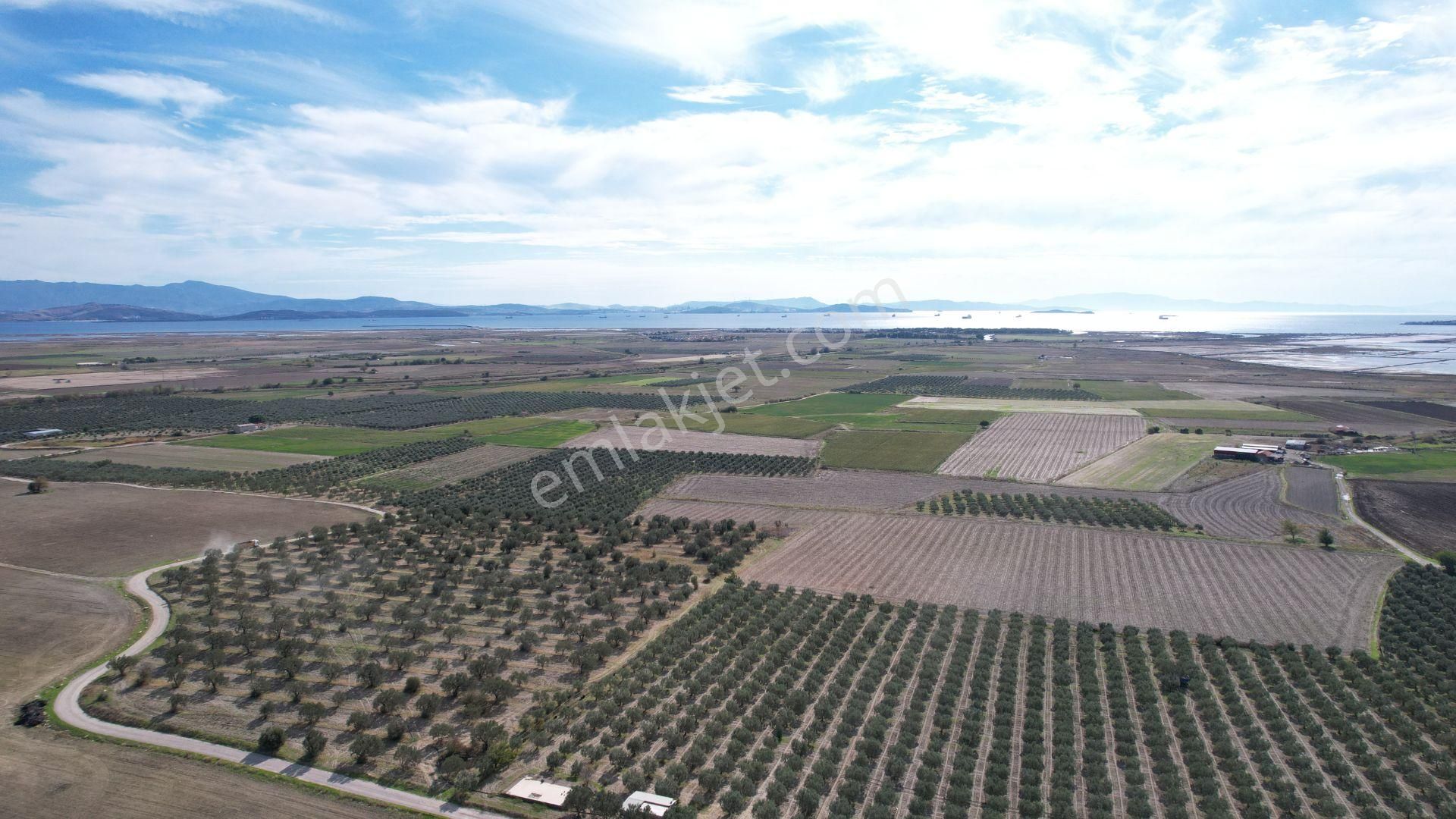 Çandarlı Anayola Cepheli 1+1evi İçinde Bulunan Satılık Zeytinlik - Görsel 8