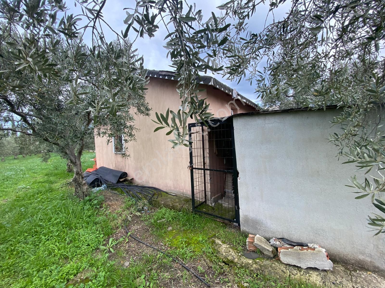 Çandarlı Anayola Cepheli 1+1evi İçinde Bulunan Satılık Zeytinlik - Görsel 17