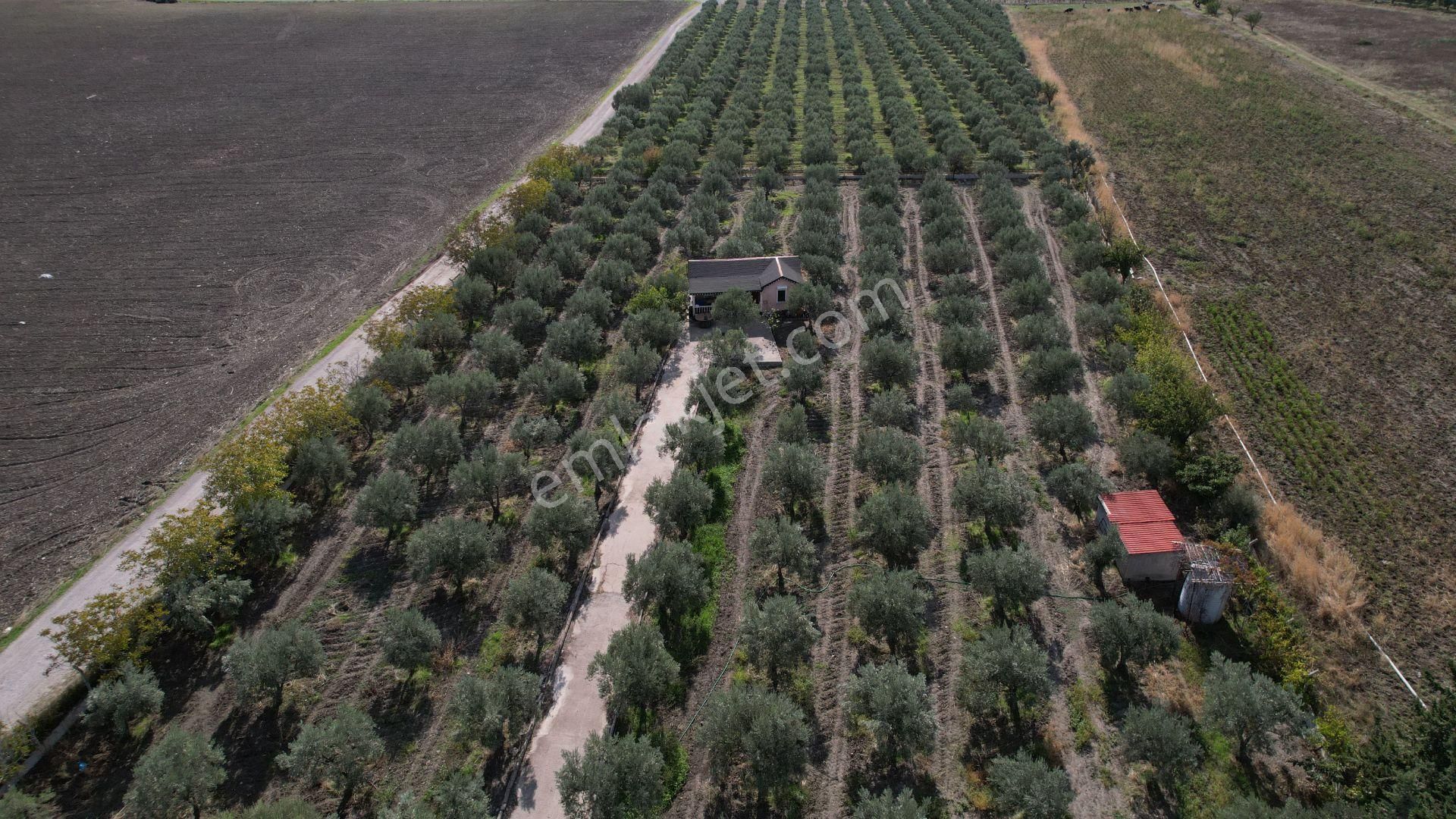 Çandarlı Anayola Cepheli 1+1evi İçinde Bulunan Satılık Zeytinlik - Görsel 2