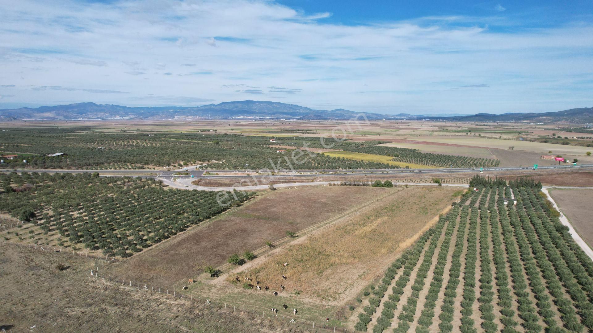 Çandarlı Anayola Cepheli 1+1evi İçinde Bulunan Satılık Zeytinlik - Görsel 35