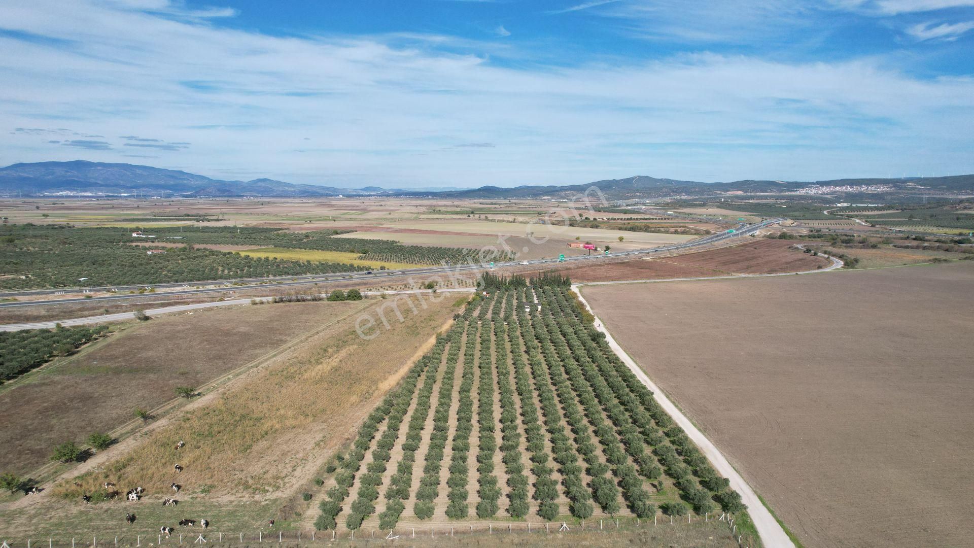 Çandarlı Anayola Cepheli 1+1evi İçinde Bulunan Satılık Zeytinlik - Görsel 12