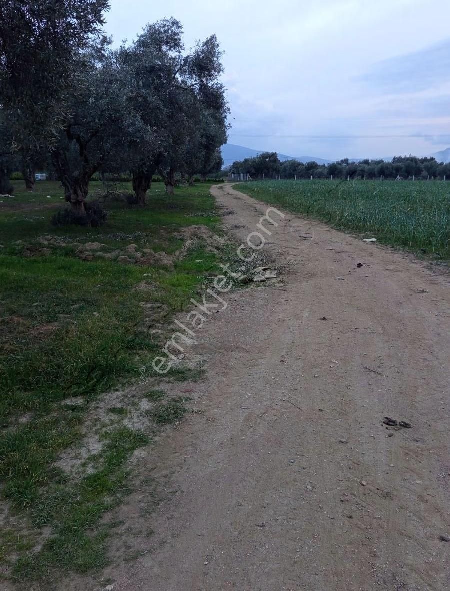 Aslanlarda Zeytinli Tarla - Görsel 6