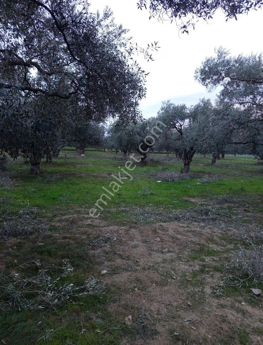 Aslanlarda Zeytinli Tarla - Görsel 3