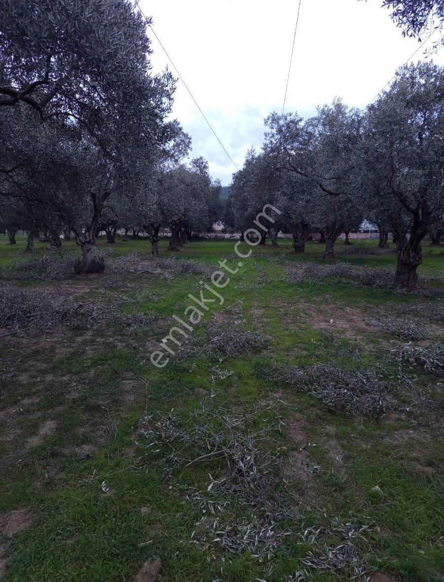 Aslanlarda Zeytinli Tarla - Görsel 2