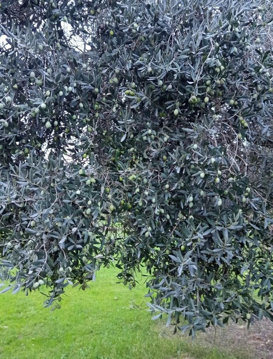 Aslanlarda Zeytinli Tarla - Görsel 7