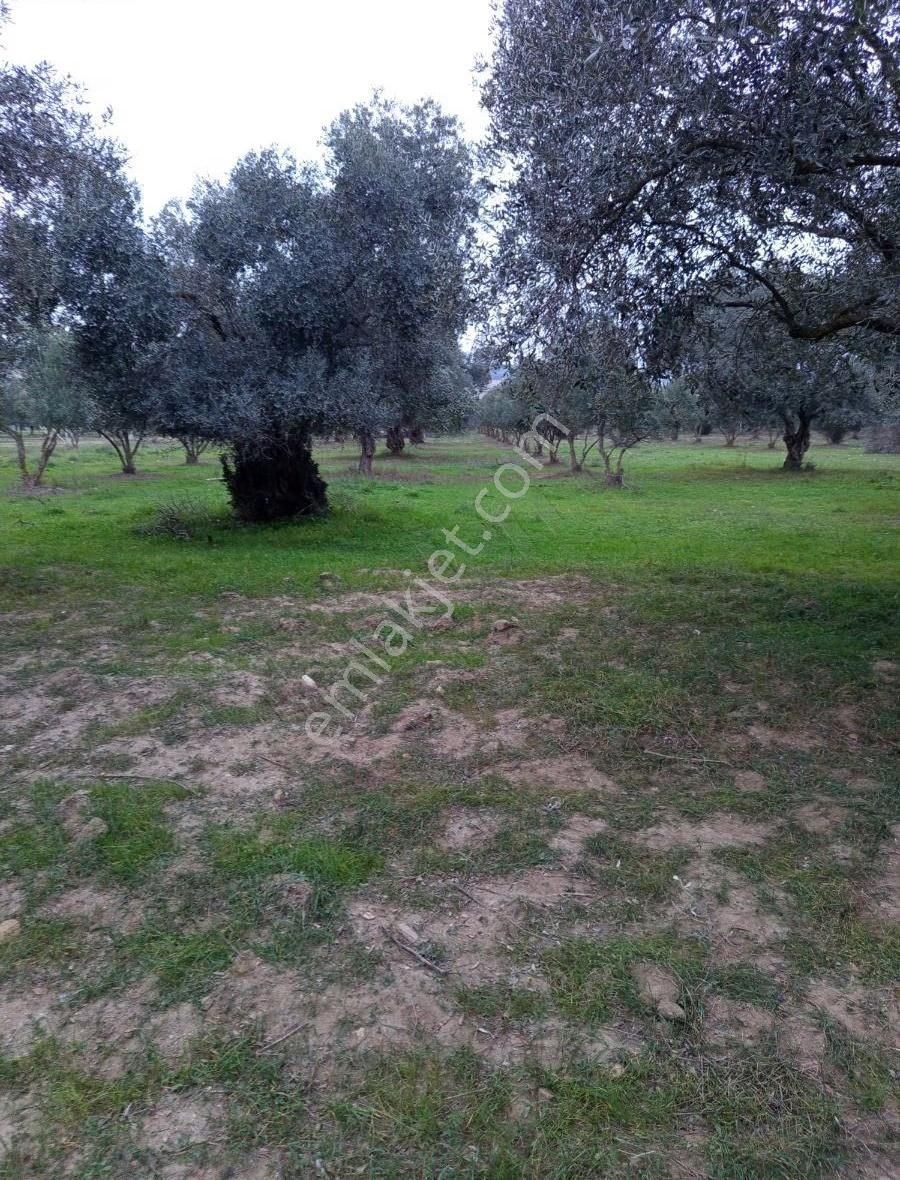 Aslanlarda Zeytinli Tarla - Görsel 5