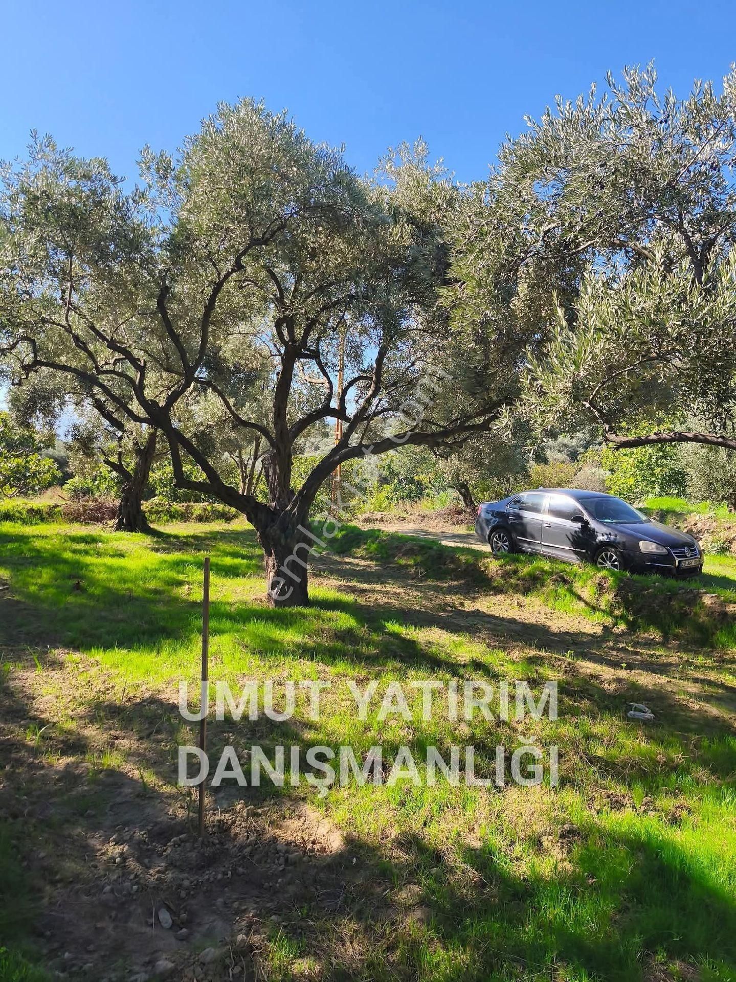 Aydın Buharkent Feslek Köy İçi - Görsel 11