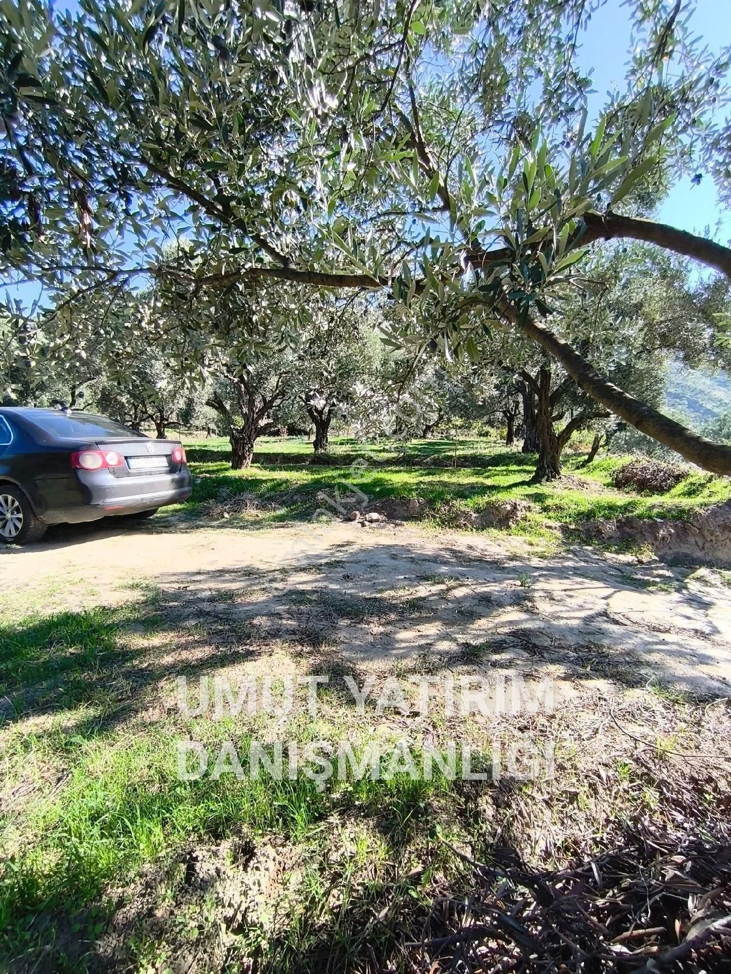 Aydın Buharkent Feslek Köy İçi - Görsel 10