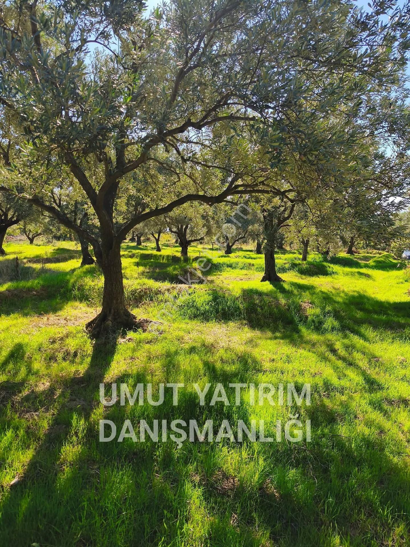 Aydın Buharkent Feslek Köy İçi - Görsel 2