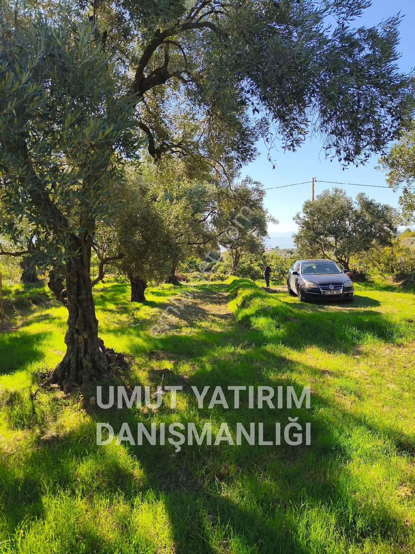 Aydın Buharkent Feslek Köy İçi