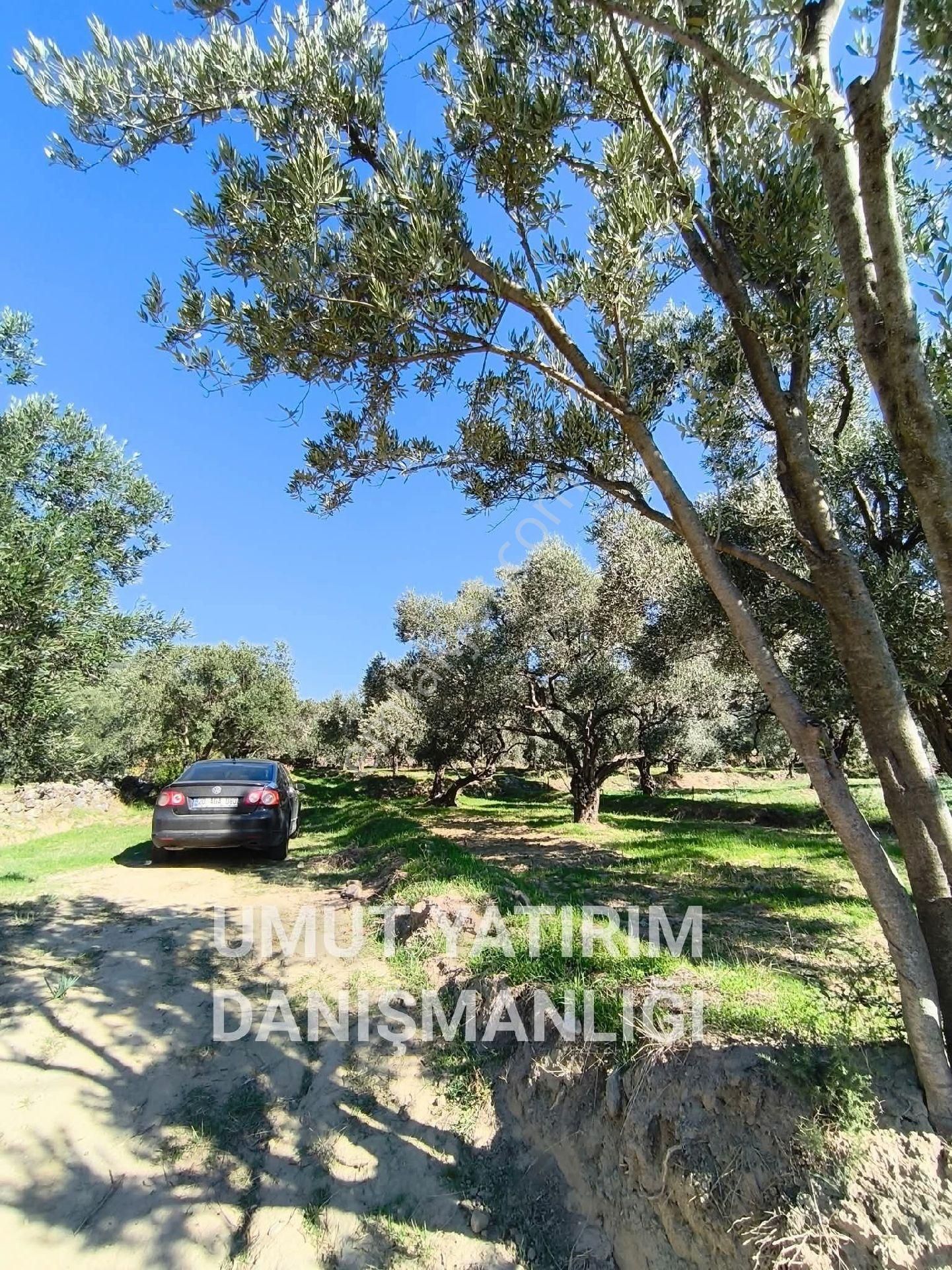 Aydın Buharkent Feslek Köy İçi - Görsel 6