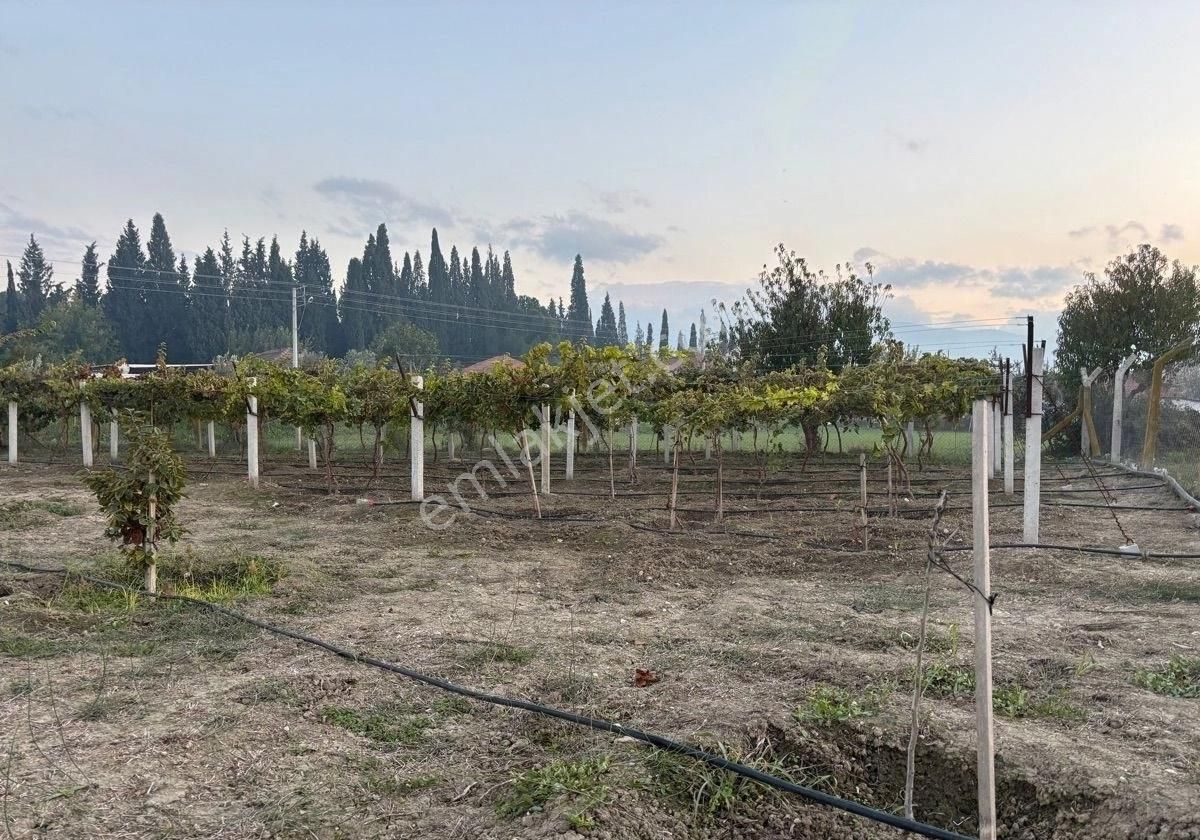 Manisa Salihlide Yolkenarı İçinde 80m2 Evi Ve Hertürlü Meyvenin Olduğu 1885m2 Tektapu Arazi - Görsel 24