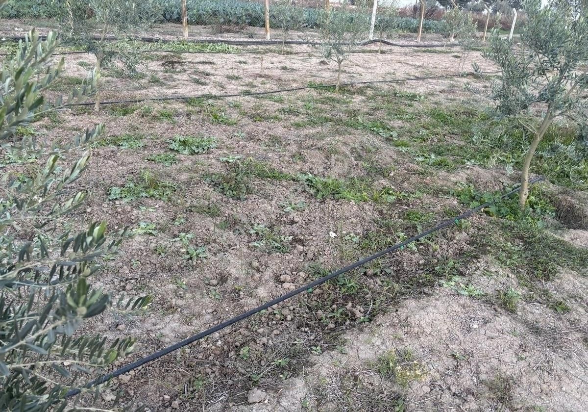 Manisa Salihlide Yolkenarı İçinde 80m2 Evi Ve Hertürlü Meyvenin Olduğu 1885m2 Tektapu Arazi - Görsel 2