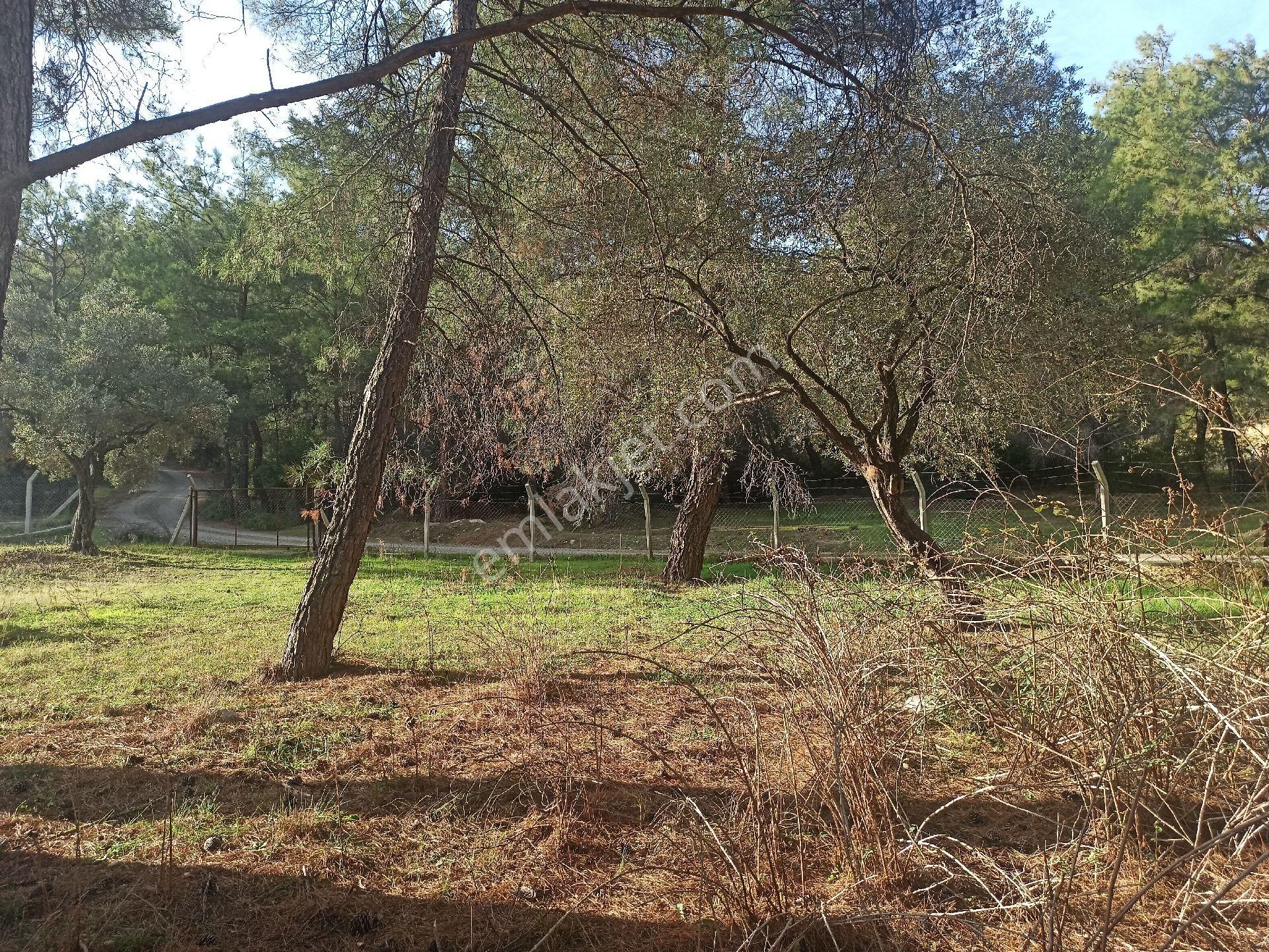 Buca Doğancılar Köyü Müstakil Tapu Köşe Parsel Satılık Tarla - Görsel 9