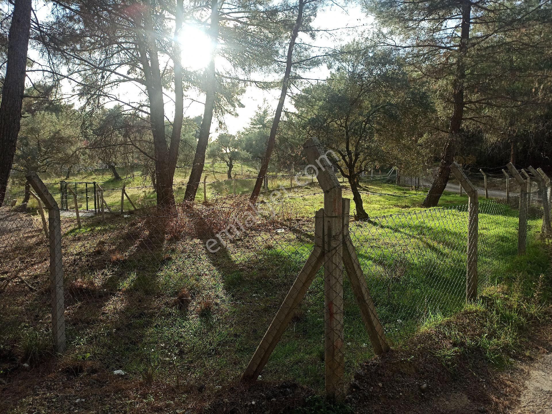Buca Doğancılar Köyü Müstakil Tapu Köşe Parsel Satılık Tarla - Görsel 2