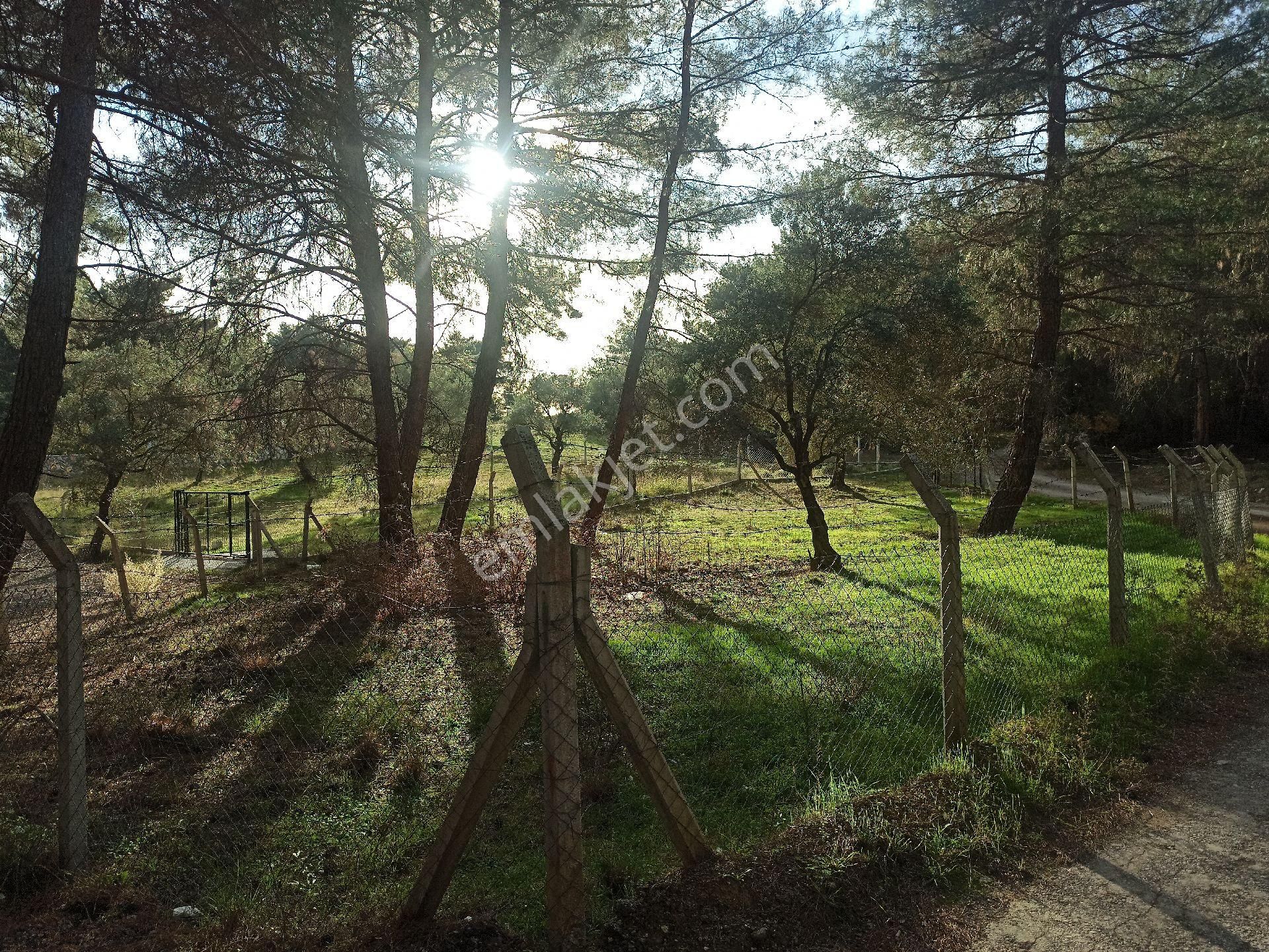 Buca Doğancılar Köyü Müstakil Tapu Köşe Parsel Satılık Tarla - Görsel 5