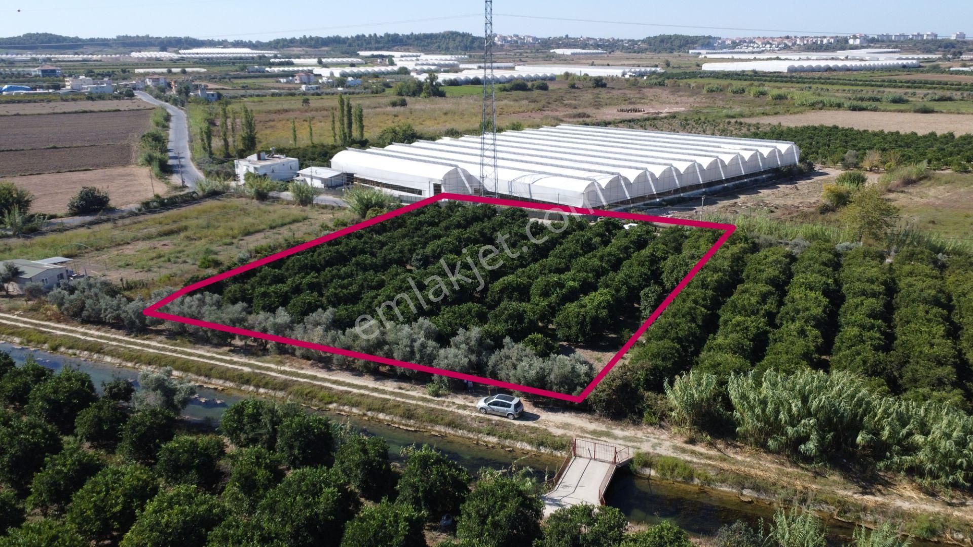 İdamax'tan Yeniköy'de Tek Tapu Satılık Portakal Bahçesi