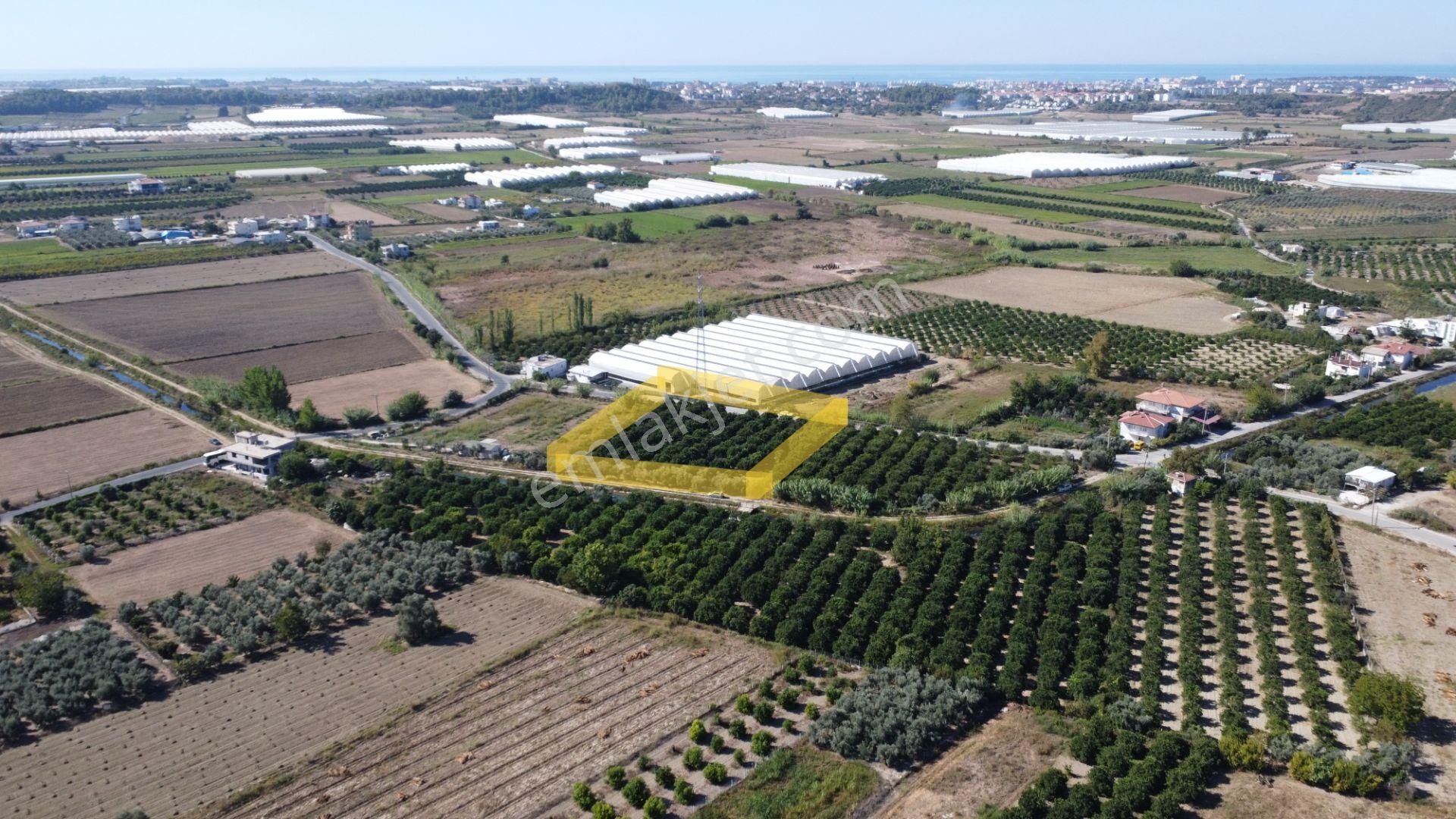 İdamax'tan Yeniköy'de Tek Tapu Satılık Portakal Bahçesi - Görsel 4