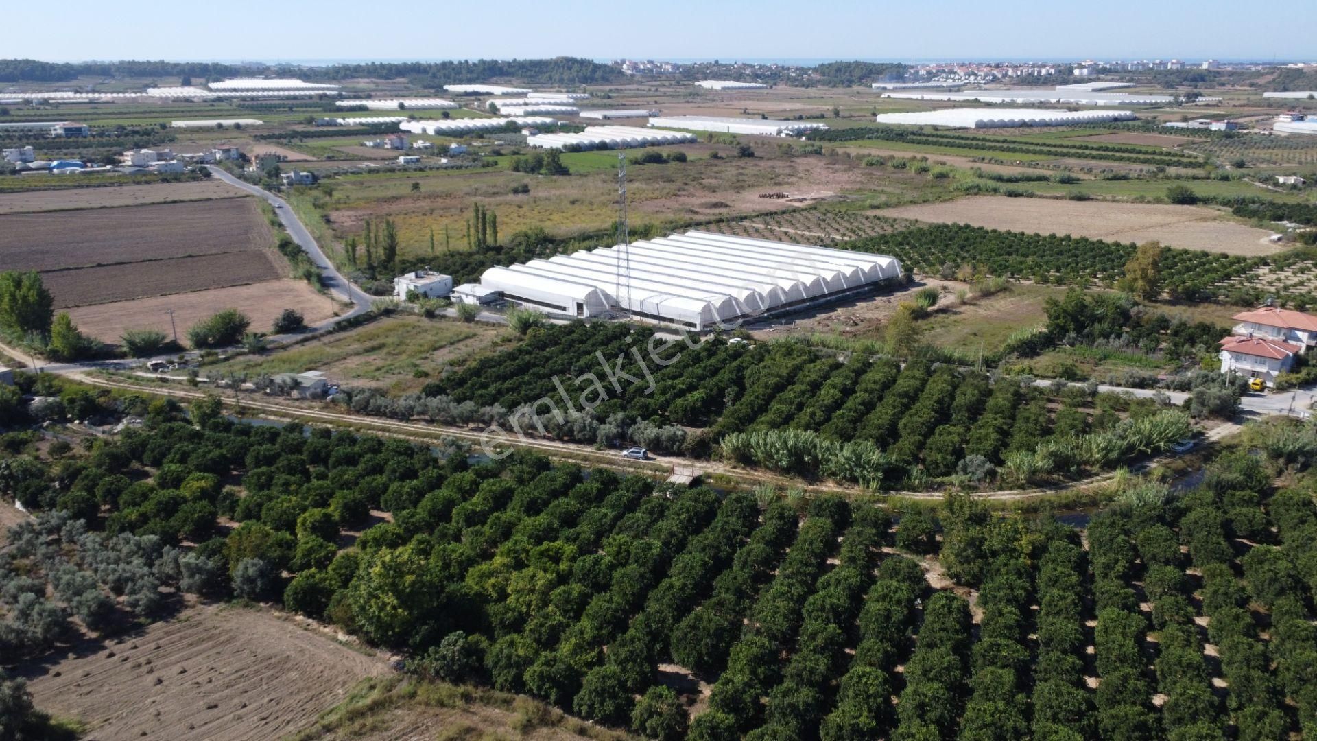 İdamax'tan Yeniköy'de Tek Tapu Satılık Portakal Bahçesi - Görsel 3