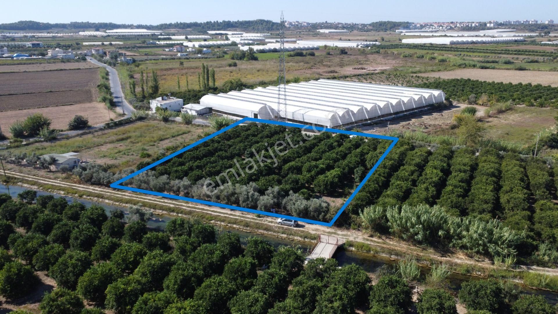 İdamax'tan Yeniköy'de Tek Tapu Satılık Portakal Bahçesi - Görsel 2