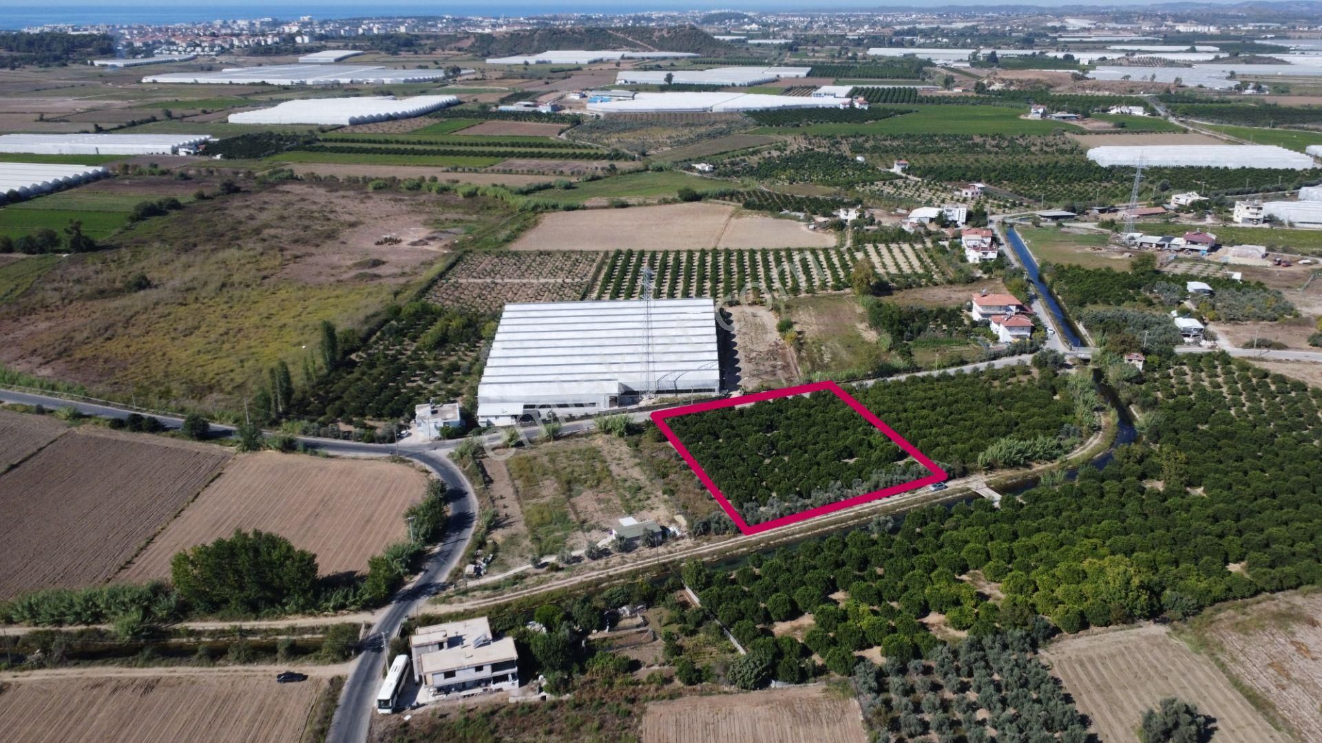 İdamax'tan Yeniköy'de Tek Tapu Satılık Portakal Bahçesi - Görsel 5