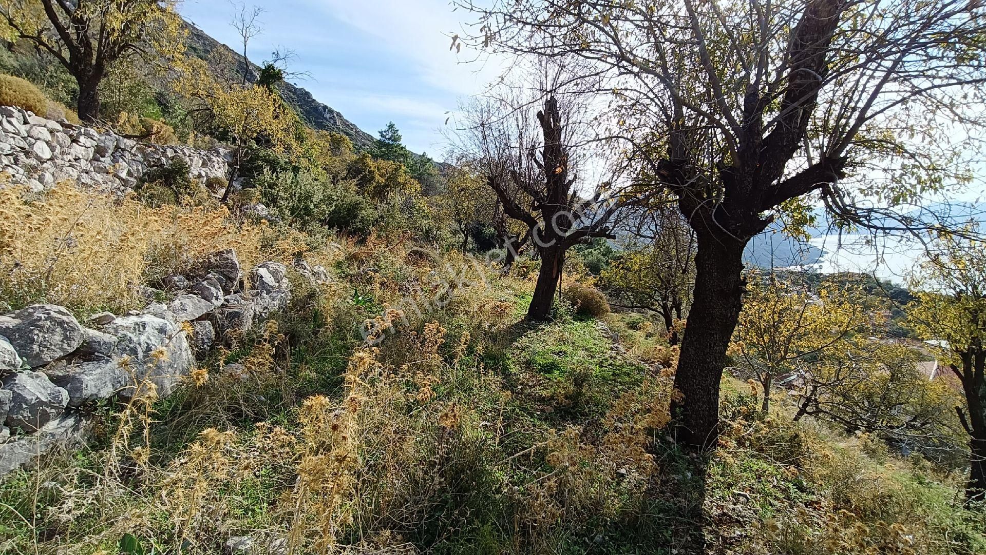 Joker: Marmaris Söğüt Panoramik Deniz Manzaralı Tarla - Görsel 3