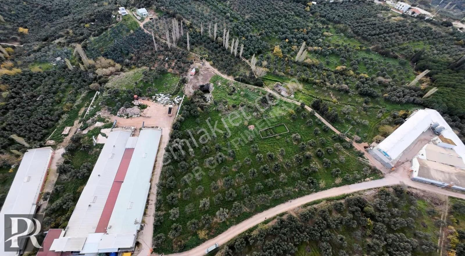 P&r Gayrimenkul'den Hamamlı'da Deniz Manzaralı Satılık Zeytinlik - Görsel 11