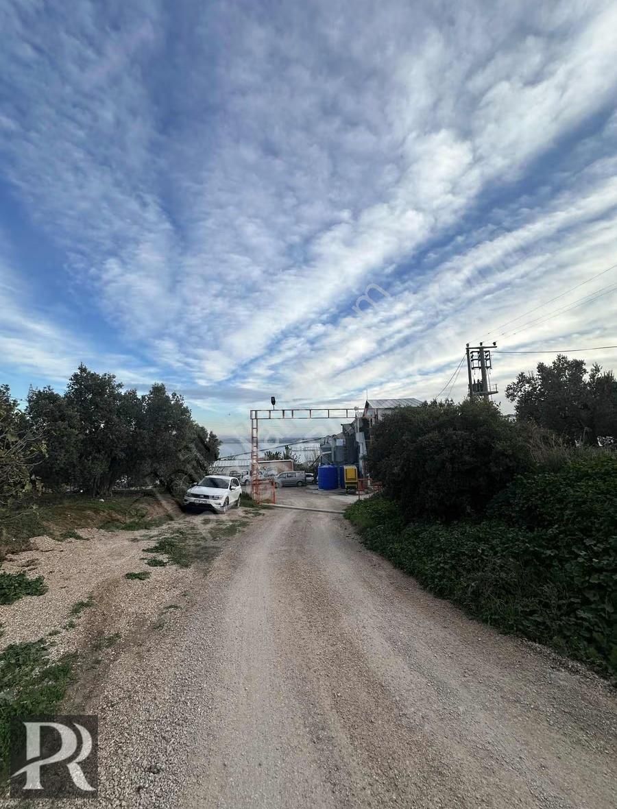 P&r Gayrimenkul'den Hamamlı'da Deniz Manzaralı Satılık Zeytinlik - Görsel 8