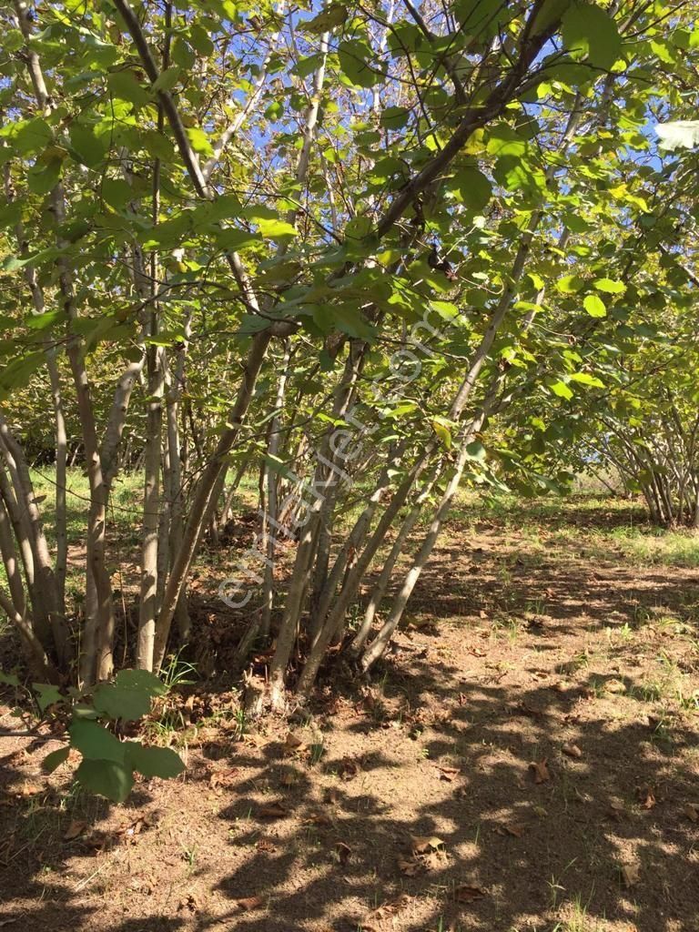 Sakarya Ferizli Nalköyde Yatırmlık Fındık Bahçesi Avcıoğlu Grup - Görsel 5