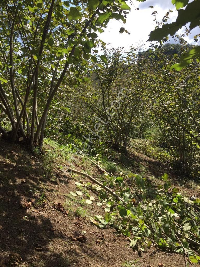 Sakarya Ferizli Nalköyde Yatırmlık Fındık Bahçesi Avcıoğlu Grup - Görsel 4