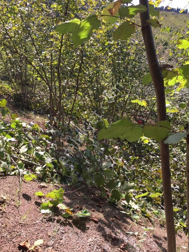 Sakarya Ferizli Nalköyde Yatırmlık Fındık Bahçesi Avcıoğlu Grup - Görsel 7