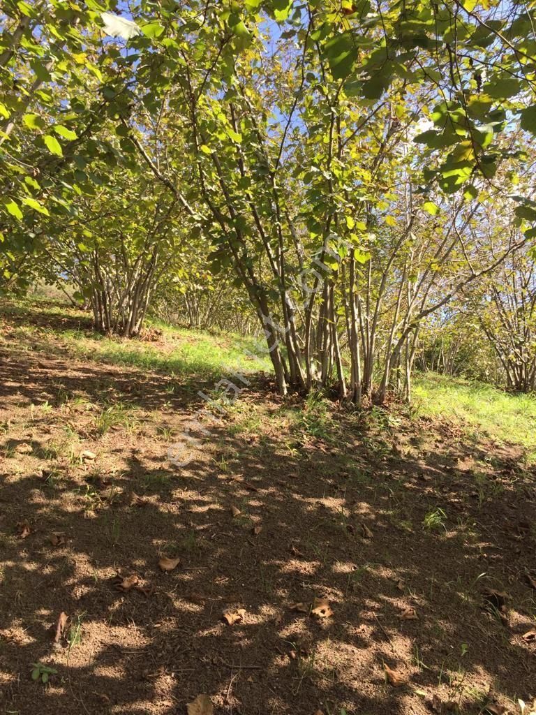 Sakarya Ferizli Nalköyde Yatırmlık Fındık Bahçesi Avcıoğlu Grup - Görsel 3