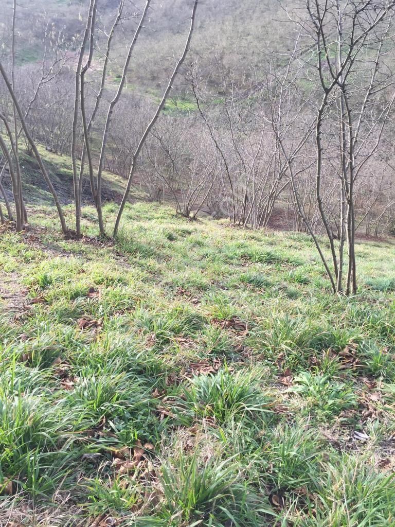 Sakarya Ferizli Nalköyde Yatırmlık Fındık Bahçesi Avcıoğlu Grup