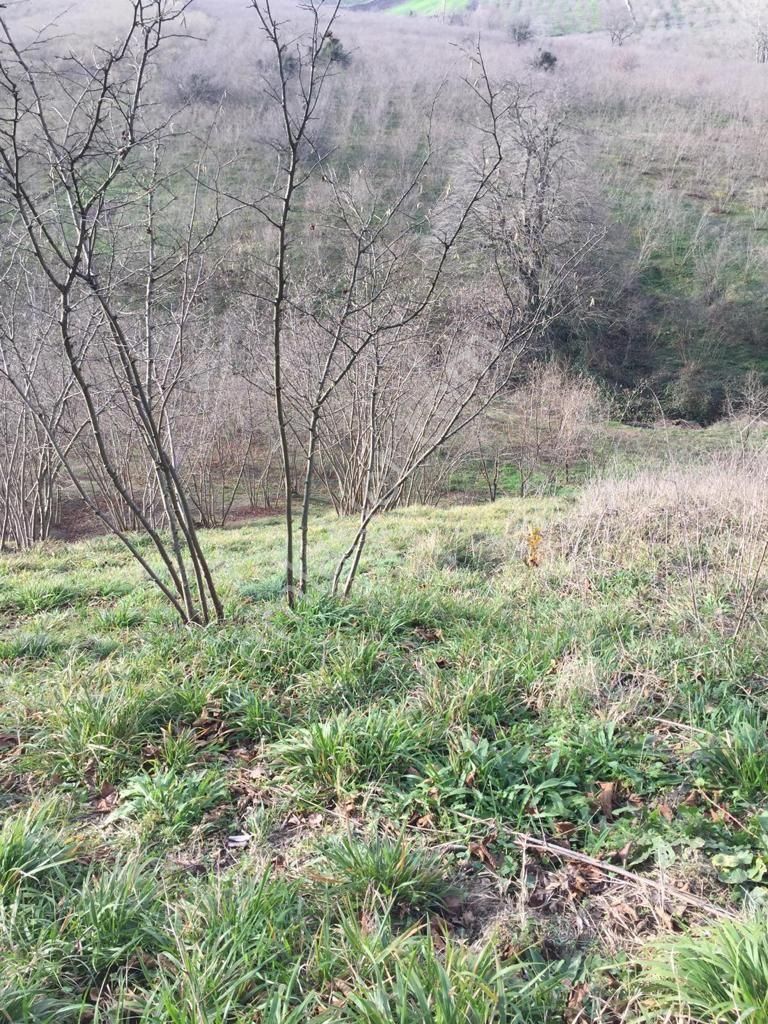 Sakarya Ferizli Nalköyde Yatırmlık Fındık Bahçesi Avcıoğlu Grup - Görsel 2