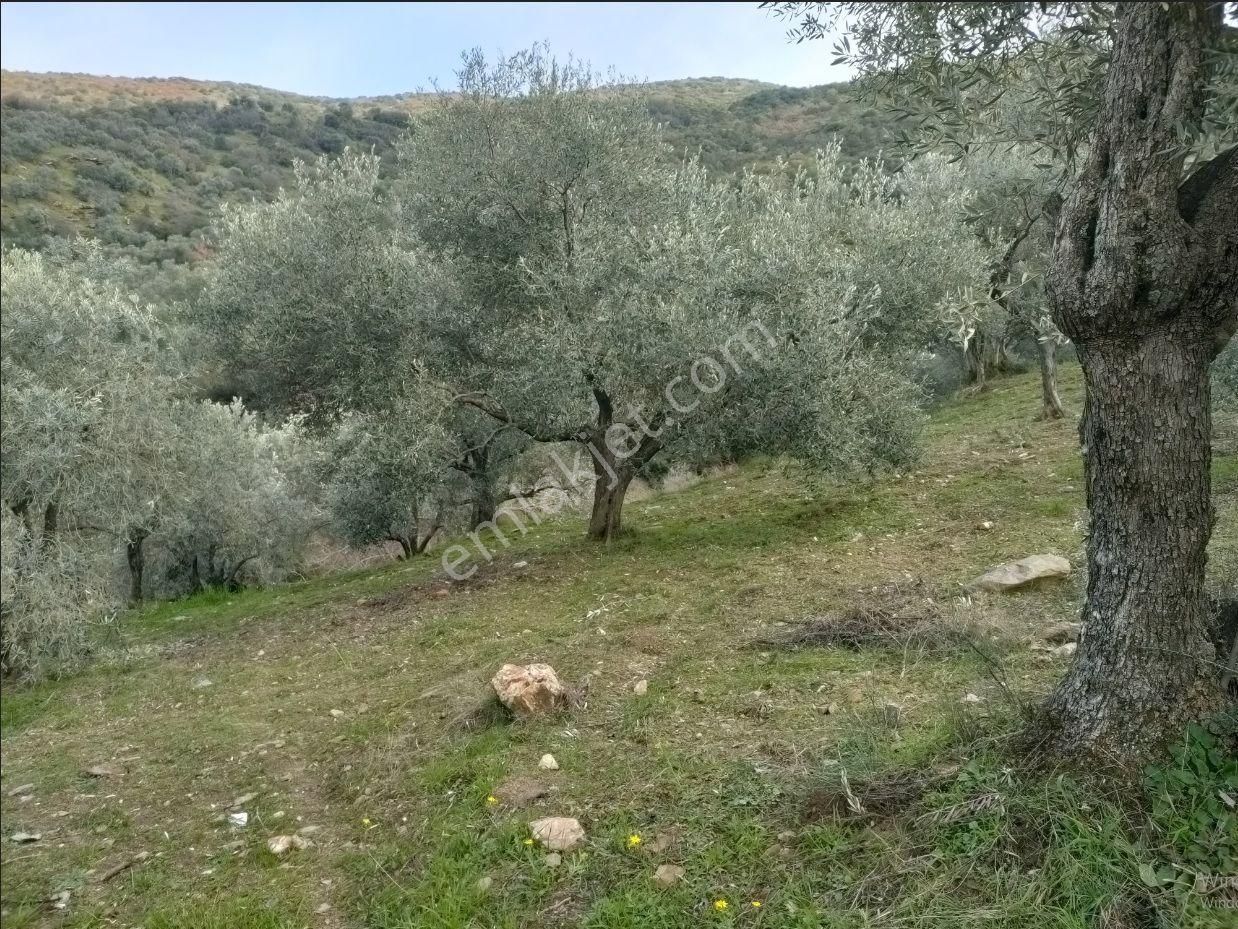 Sahibinden Ödemiş Adagüme'de Kelepir Fiyata Tek Tapu Zeytinlik