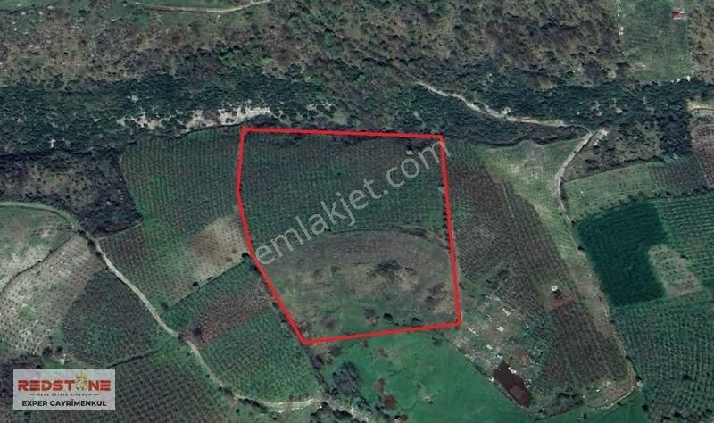 Karasu Yassıgeçit Yola Yakın Toplam 34 Dönüm 20si Fındıklık - Görsel 3