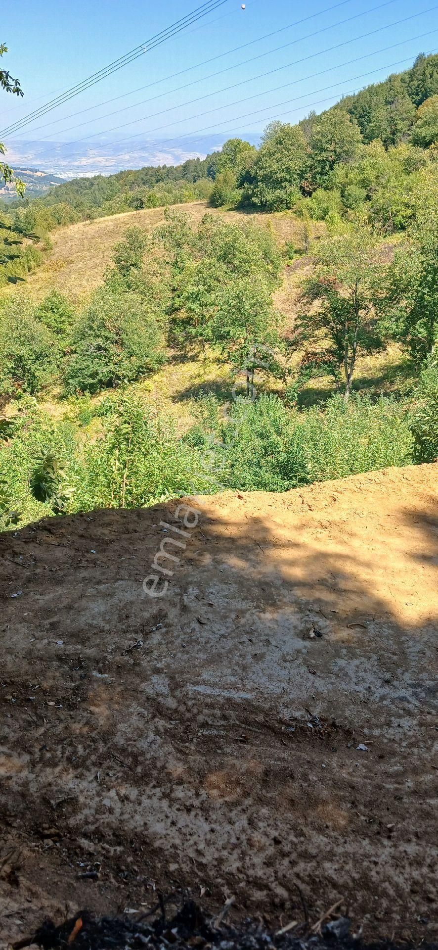 14 Dönüm Kestanelik - Görsel 8
