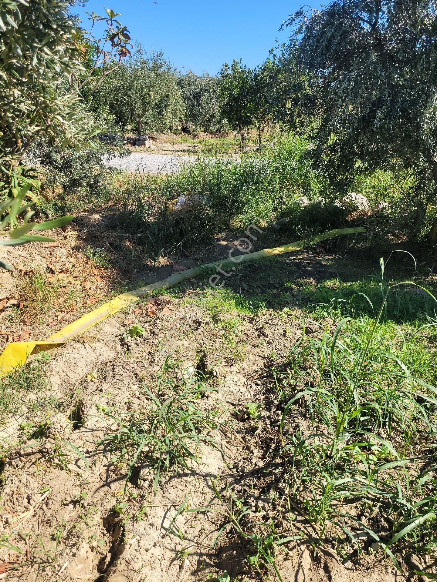 Buharkent Feslekte 1737 M2 Hobi Bahçemiz Satılıktır - Görsel 12