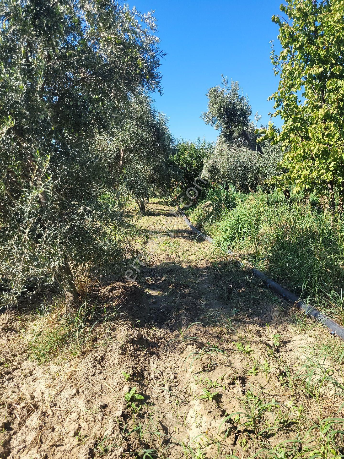 Buharkent Feslekte 1737 M2 Hobi Bahçemiz Satılıktır - Görsel 11