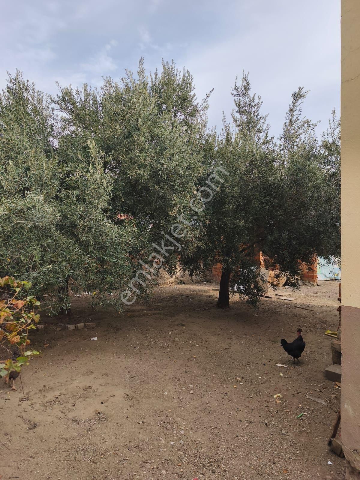 Umut Emlak Tan Satılık - Görsel 15