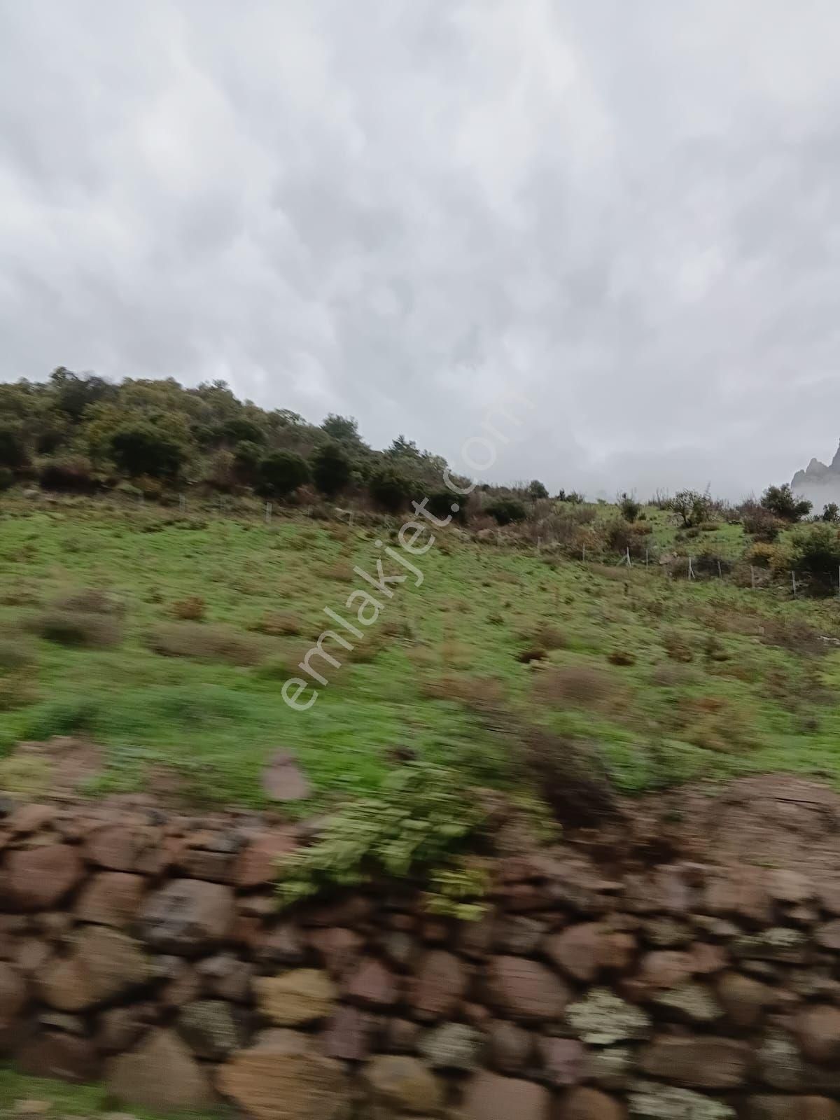 İzmir Bergama Avunduruk'da 2.824 M2 Çitli Yol Üstü Zeytinlik. Açıklamayı Okuyarak Arayınız. - Görsel 2