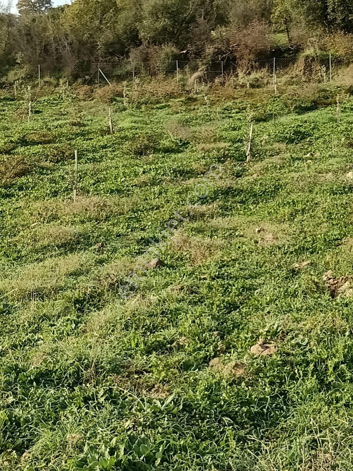 İzmir Bergama Avunduruk'da 2.824 M2 Çitli Yol Üstü Zeytinlik. Açıklamayı Okuyarak Arayınız. - Görsel 8