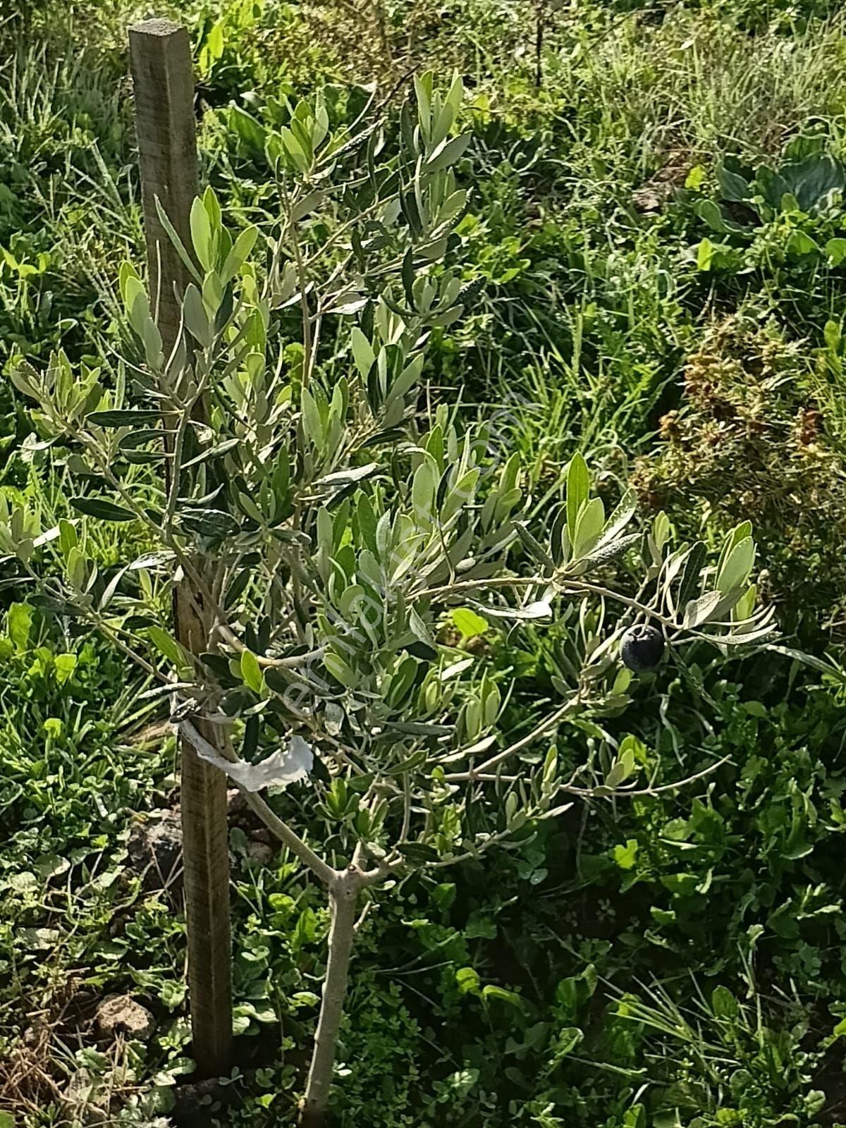 İzmir Bergama Avunduruk'da 2.824 M2 Çitli Yol Üstü Zeytinlik. Açıklamayı Okuyarak Arayınız. - Görsel 7