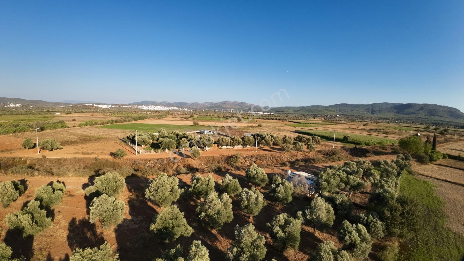 Bodrum Sazköy Su Sorunu Yok, Yola Yakın 3185 M² Tarım Arazisi - Görsel 11