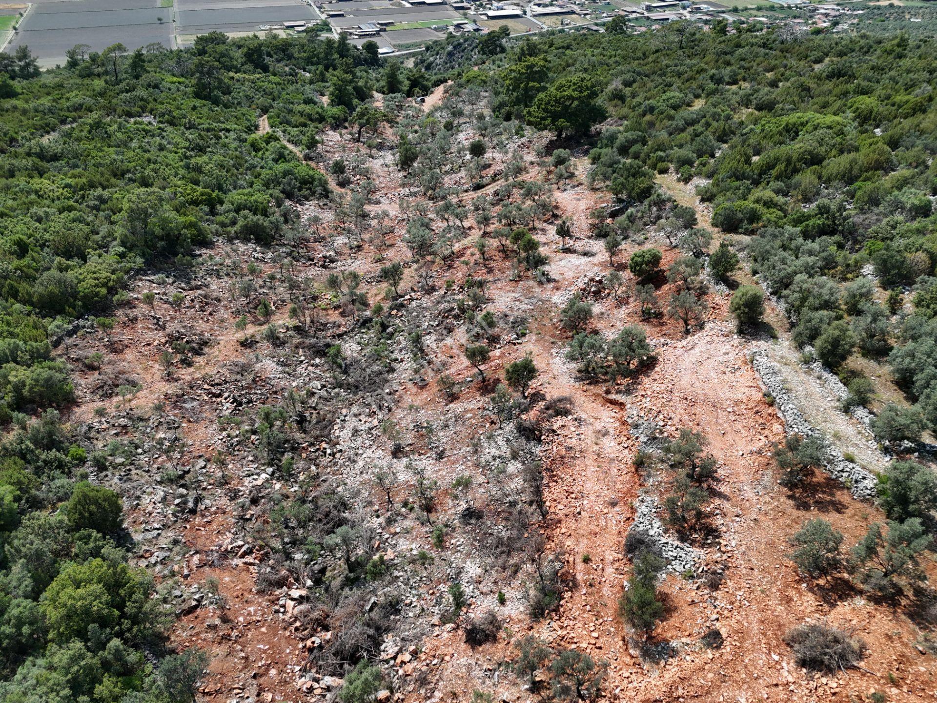 Milas'ta Havalimanı Ve Doğa Manzaralı Muhteşem Zeytin Arazisi - Görsel 2