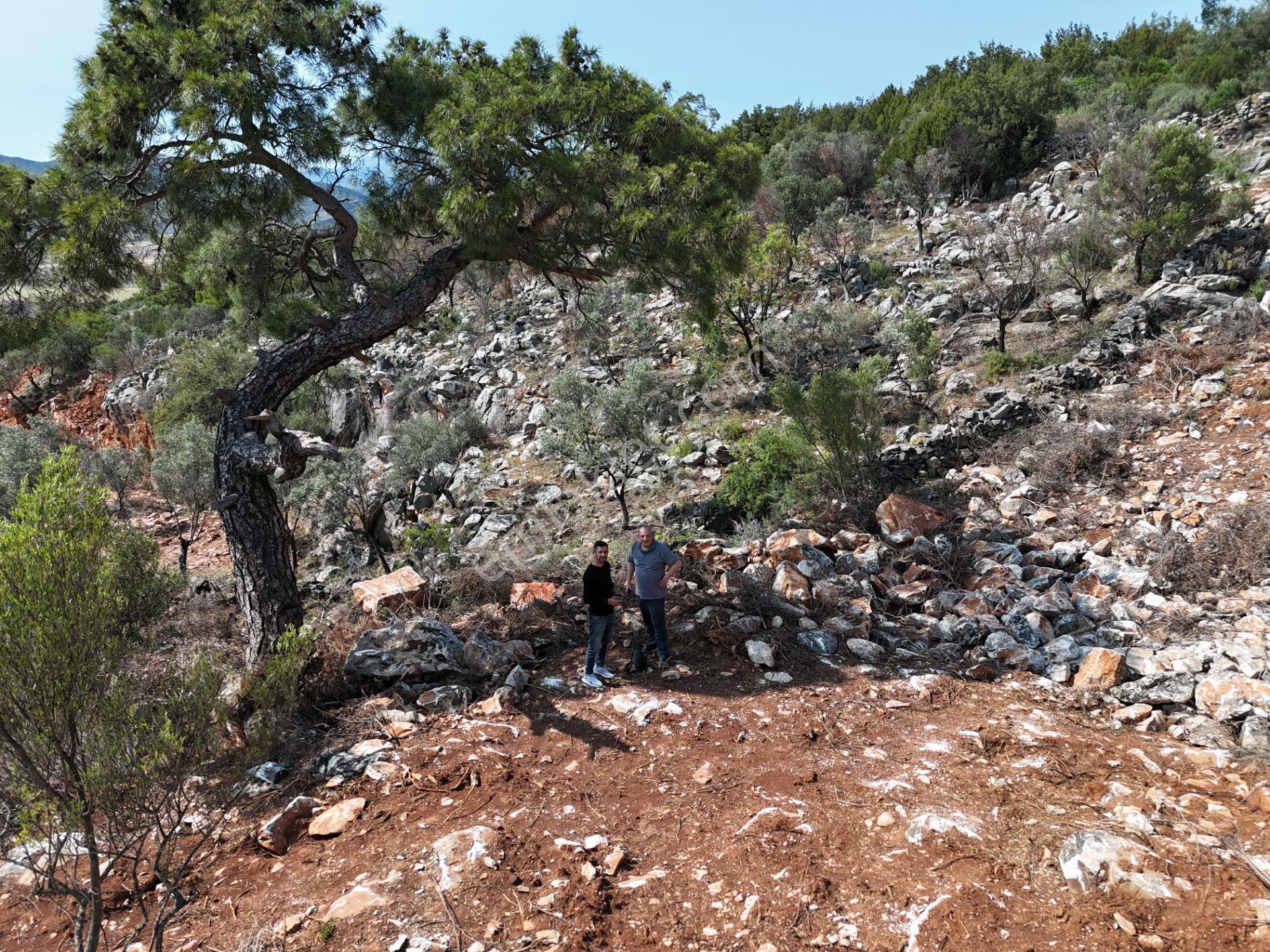 Milas'ta Havalimanı Ve Doğa Manzaralı Muhteşem Zeytin Arazisi - Görsel 23