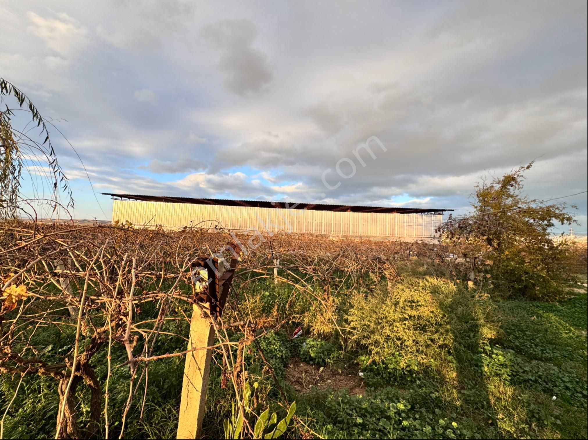 Kemaliye De Satılık Çiftlik Ve Bağ - Görsel 11