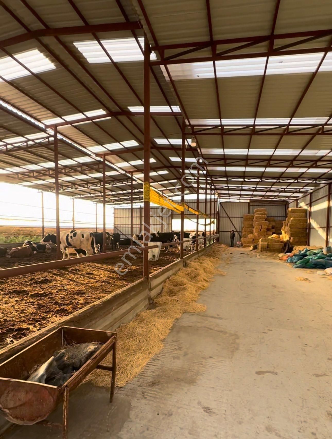 Kemaliye De Satılık Çiftlik Ve Bağ - Görsel 4