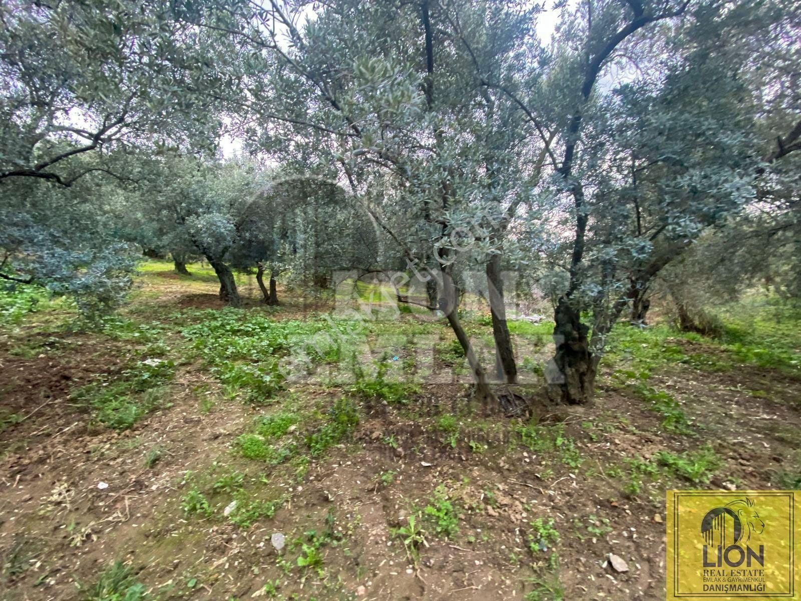 🟨⬛lıon Emlak'tan Erdek Alaettin Mahallesi Ana Caddeye Yakın 851m² Satılık Fırsat Zeytinlik⬛🟨 - Görsel 35