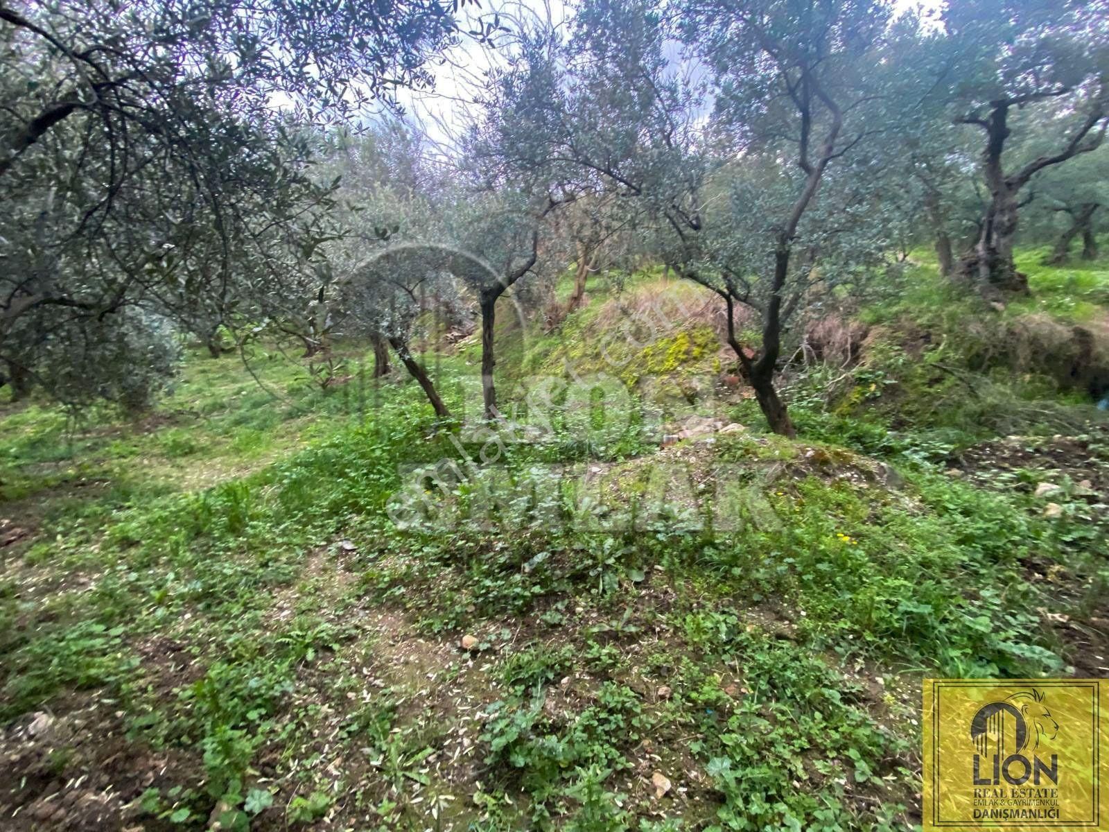 🟨⬛lıon Emlak'tan Erdek Alaettin Mahallesi Ana Caddeye Yakın 851m² Satılık Fırsat Zeytinlik⬛🟨 - Görsel 13